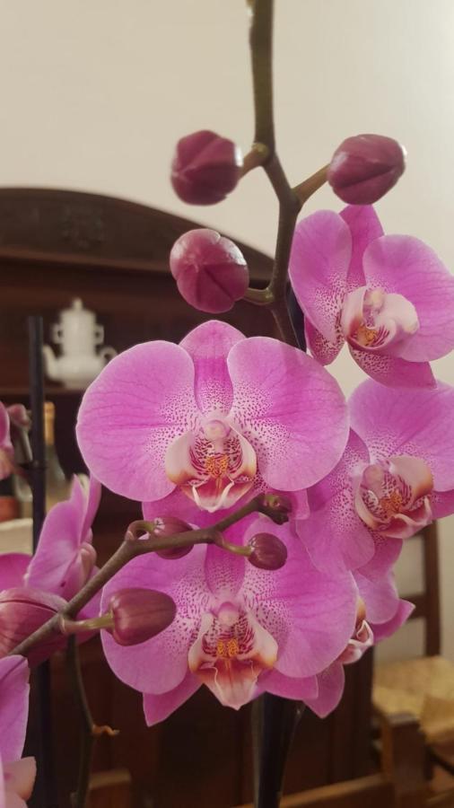 Ginevra Casa Vacanze Panzano in Chianti Dış mekan fotoğraf